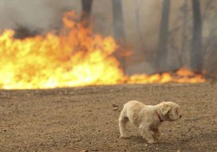 Φωτιά στην Αττική: Μέριμνα για τα ζώα συντροφιάς – Πού μπορούν να απευθυνθούν οι πυρόπληκτοι