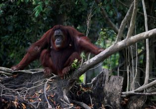 Το περιβαλλοντικά «ένοχο» φοινικέλαιο και η «διπλωματία των ουρακοτάγκων»