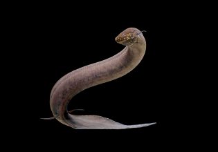 Αυτό το ψάρι-ζωντανό απολίθωμα έχει το μεγαλύτερο γονιδίωμα στο ζωικό βασίλειο