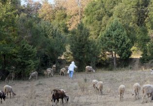 Πυρά ΠΑΣΟΚ: Ένα βήμα πριν την οριστική κατάρρευση η κτηνοτροφία, η κατάσταση είναι εκτός ελέγχου