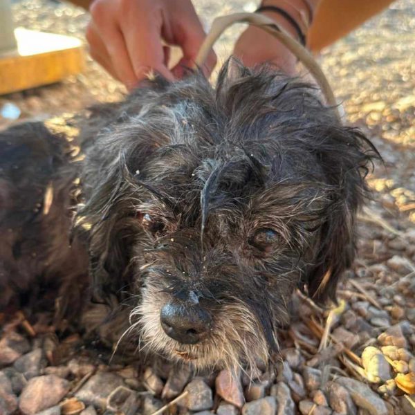 Ανατολή: Η αδεσποτούλα άρρωστη, τραυματισμένη σκυλίτσα μας χρειάζεται – Στο πλευρό της εθελοντές