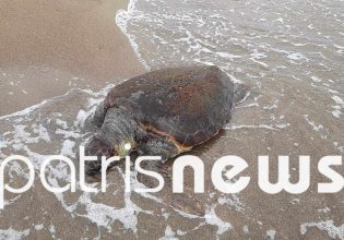 Ηλεία: Nεκρή χελώνα caretta-caretta στο Επιτάλιο – Ξεβράστηκε στην στεριά