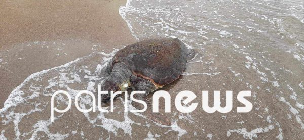 Ηλεία: Nεκρή χελώνα caretta-caretta στο Επιτάλιο – Ξεβράστηκε στην στεριά