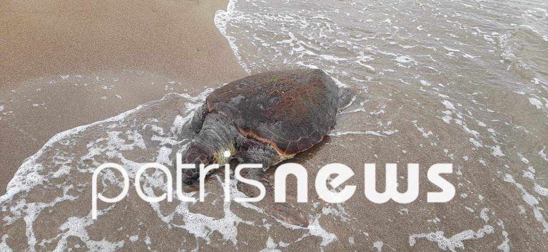Ηλεία: Nεκρή χελώνα caretta-caretta στο Επιτάλιο – Ξεβράστηκε στην στεριά