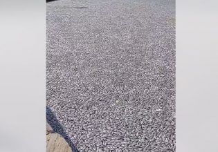 Βόλος: «Εξαφανίστηκε» η θάλασσα από τα νεκρά ψάρια (απίστευτο βίντεο)