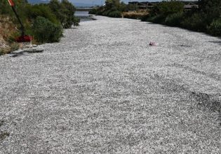 Βόλος: Στα διεθνή ΜΜΕ οι θλιβερές εικόνες με τα νεκρά ψάρια – Πάνω από 60 τόνοι