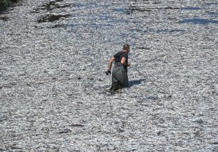 Βόλος: Συνεχίζεται η «μάχη» του καθαρισμού από τα νεκρά ψάρια – Εντυπωσιακές φωτογραφίες