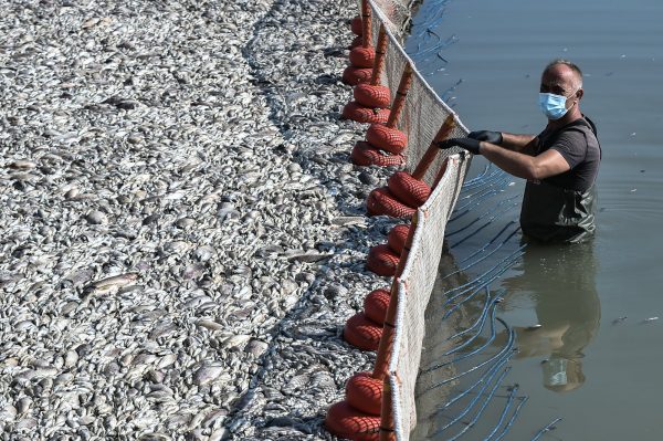 Νεκρά ψάρια στον Παγασητικό: Φόβος εμφάνισης καρχαριοειδών – Ανυπολόγιστη οικολογική καταστροφή