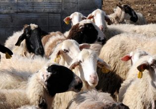 Πανώλη αιγοπροβάτων: Μηνυτήρια αναφορά κατέθεσε η ΕΘΕΑΣ