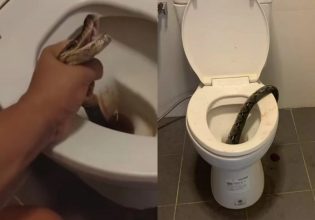 Ταϊλάνδη: Πύθωνας 3,5 μέτρων ξετρύπωσε από τουαλέτα και δάγκωσε νεαρό