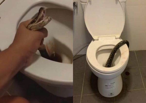 Ταϊλάνδη: Πύθωνας 3,5 μέτρων ξετρύπωσε από τουαλέτα και δάγκωσε νεαρό