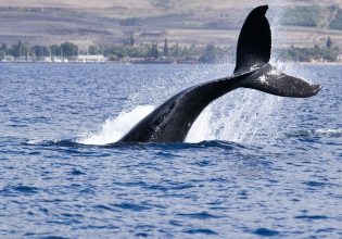 Φάλαινα χτύπησε άνδρα επάνω σε βάρκα και τον έριξε κάτω αναίσθητο