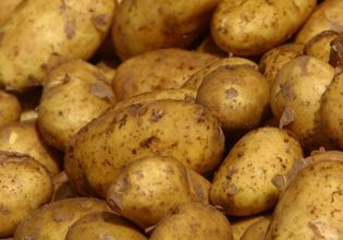 Πατάτα Νάξου: Σε κίνδυνο το ΠΟΠ προϊόν λόγω έλλειψης νερού και υποδομών