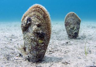 Πίννα: Σε μηχανική υποστήριξη ένα από τα σπανιότερα ζώα της Μεσογείου