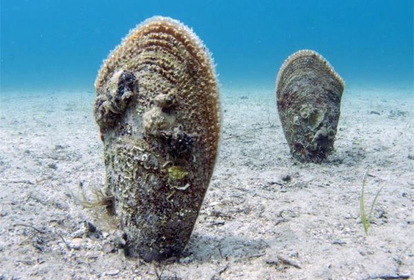 Πίννα: Σε μηχανική υποστήριξη ένα από τα σπανιότερα ζώα της Μεσογείου