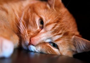 Γάτες: Αυτό είναι το τραπέζι που… μισούν