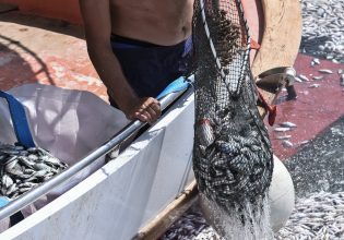 Νεκρά ψάρια: «Νέκρωσαν» οι Αλυκές Βόλου – Περιοχή «φάντασμα» και καταστηματάρχες σε απόγνωση