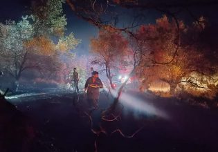 Κάηκαν ζωντανά 4 σκυλιά στη φωτιά στον Αρχάγγελο της Ρόδου