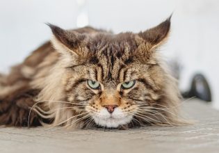 Γάτα: Έχει «εχθρικές» διαθέσεις προς το είδος της και τους ανθρώπους – Τι μπορούμε να κάνουμε