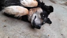 Ο Μουτζούρης έχασε τον άνθρωπο του και από τότε βυθίζεται στη μοναξιά – Ζει μόνος στην αυλή του σπιτιού του