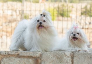 Ο σκύλος της φυλής Μαλτέζ: Ένας αριστοκράτης από την αρχαιότητα, στο σαλόνι μας