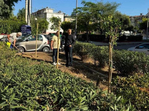 Εκατόν σαράντα νέα δένδρα στην πλατεία Αγίων Αναργύρων στην Παλαιά Κοκκινιά από τον Δήμο Πειραιά
