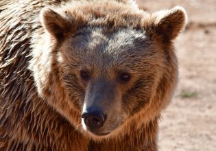 Καστοριά: Αρκούδα μπήκε κατά λάθος σε φυτώριο, μπλέχτηκε στο συρματόπλεγμα και πνίγηκε