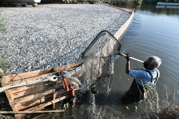 Βόλος: Μέτρησαν τη μόλυνση στα νερά από τα νεκρά ψάρια – Ποιοι «φωνάζουν» για την ταφή στο Βελεστίνο