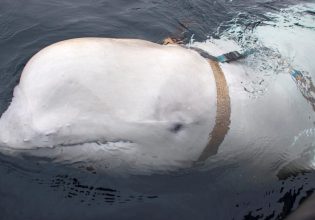 «Χβάλντιμιρ»: Η φάλαινα μπελούγκα που εντοπίστηκε νεκρή σκοτώθηκε από πυροβολισμούς, λένε νορβηγικές ΜΚΟ