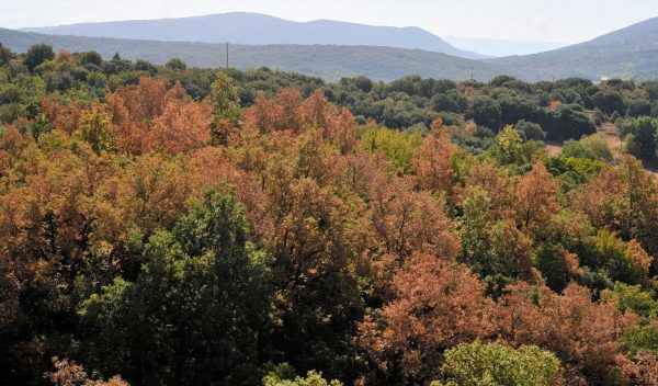Τα δάση της Ελλάδας έχουν όψη… φθινοπώρου