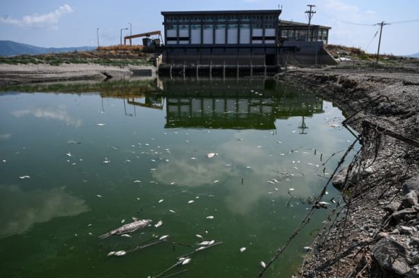 Βόλος: Μηνύσεις από επιχειρηματίες για τα νεκρά ψάρια – Πότε θα επιτραπεί ξανά το κολύμπι