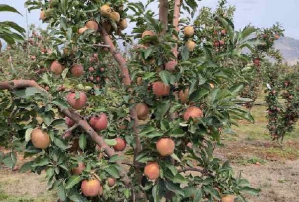 Μήλα: Με εγκαύματα οι καρποί στην Καστοριά – Καταστροφή σε 14.000 στρέμματα