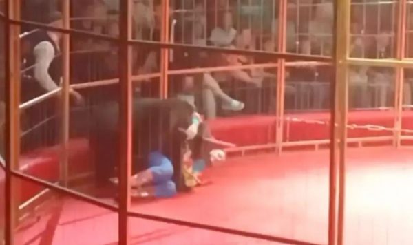 Αρκούδα επιτέθηκε στον θηριοδαμαστή της μπροστά στα έκπληκτα μάτια των θεατών