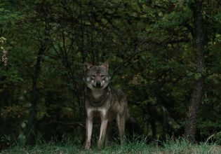 Υπάρχει περίπτωση ο λύκος να επιτεθεί σε άνθρωπο;