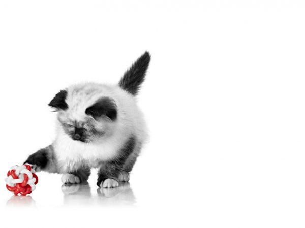 Πώς να Προσφέρετε στο Γατάκι σας το Καλύτερο Ξεκίνημα για τη Ζωή του