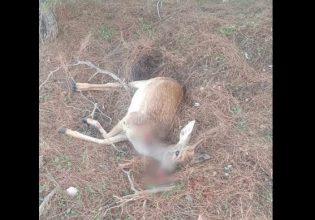 Ρόδος: Καταγγελίες για λαθραίο κυνήγι ελαφιών – Δύο εθελόντριες τα έβαλαν με τους κυνηγούς