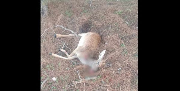 Ρόδος: Καταγγελίες για λαθραίο κυνήγι ελαφιών – Δύο εθελόντριες τα έβαλαν με τους κυνηγούς