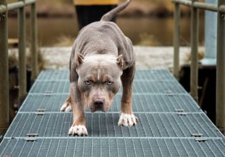 Λάρισα: Τραγικό θάνατο βρήκε μία γυναίκα – Είχε δεχθεί άγρια επίθεση από τα σκυλιά της