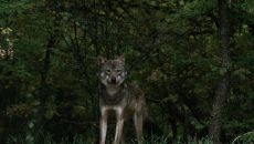 Υπάρχει περίπτωση ο λύκος να επιτεθεί σε άνθρωπο;