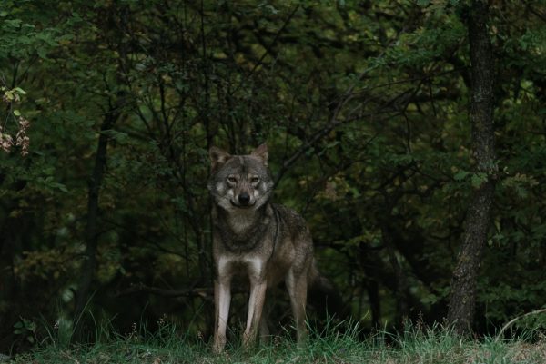 Υπάρχει περίπτωση ο λύκος να επιτεθεί σε άνθρωπο;