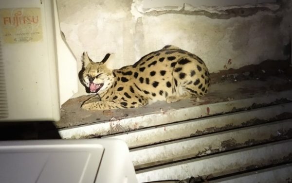 Μεταξουργείο: Επιχείρηση διάσωσης τραυματισμένου σερβάλ