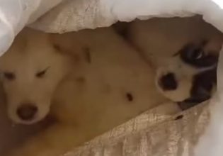 Κίνα: Χιλιάδες φοιτητές με ποδήλατα έψαξαν… τα καλύτερα ντάμπλινγκ – Κυκλοφοριακό χάος στους δρόμους