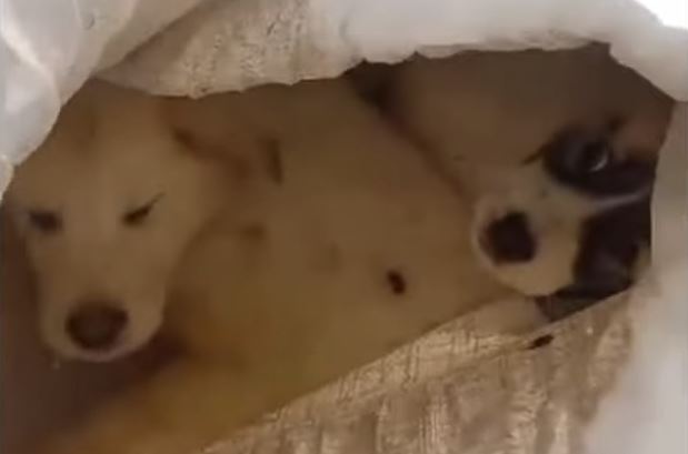 Κίνα: Χιλιάδες φοιτητές με ποδήλατα έψαξαν… τα καλύτερα ντάμπλινγκ – Κυκλοφοριακό χάος στους δρόμους