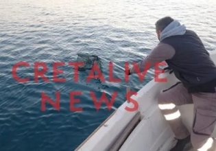 Ηράκλειο: Δεκάδες νεκρά ποντίκια γέμισε το λιμάνι – Μεγάλη επιχείρηση για την απομάκρυνσή τους