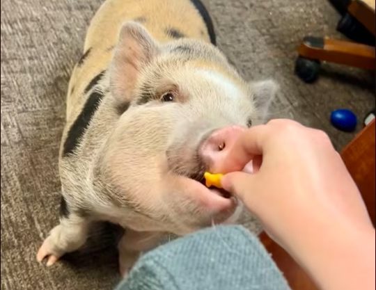 Το γουρουνάκι που κάνει παρέα σε ηλικιωμένους σε οίκο ευγηρίας