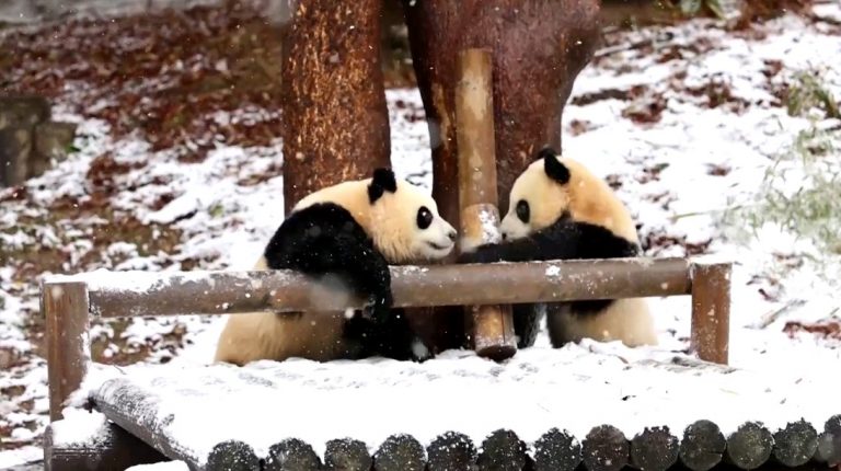 Δύο γλυκύτατα πάντα στην Νότια Κορέα απολαμβάνουν για πρώτη φορά το χιόνι