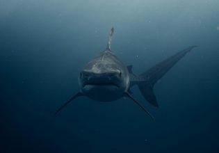 Χαβάη: Στιγμές τρόμου για σέρφερ – Έχασε το πόδι του από επίθεση καρχαρία