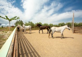 Ζώα φάρμας, λάμα, εμού και άλλα ζωάκια – Γνωρίζετε πού είναι το «σπίτι» τους για να τα επισκεφτείτε;