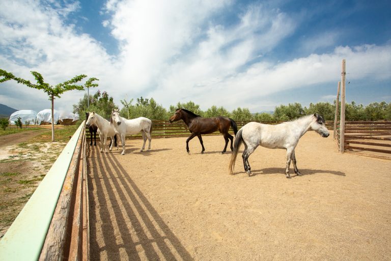 Ζώα φάρμας, λάμα, εμού και άλλα ζωάκια – Γνωρίζετε πού είναι το «σπίτι» τους για να τα επισκεφτείτε;