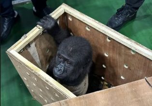 Γοριλάκι διασώθηκε από το αεροδρόμιο της Κωνσταντινούπολης – Θα το μετέφεραν παράνομα στην Μπανγκόκ